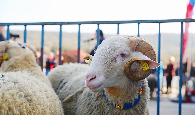 aliaga belediyesinden ureticiye yeni destek damizlik koyun dagitiminda ikinci etap basliyor 8DVOwNb4.jpg