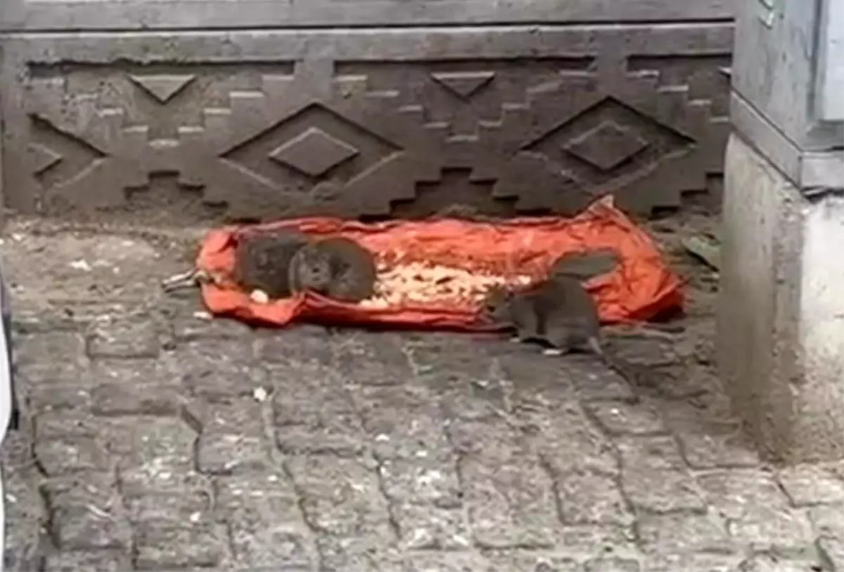 tekirdagda sokakta fareler yiyecek bulundu vatandaslar tedirgin 9EA377yt.jpg
