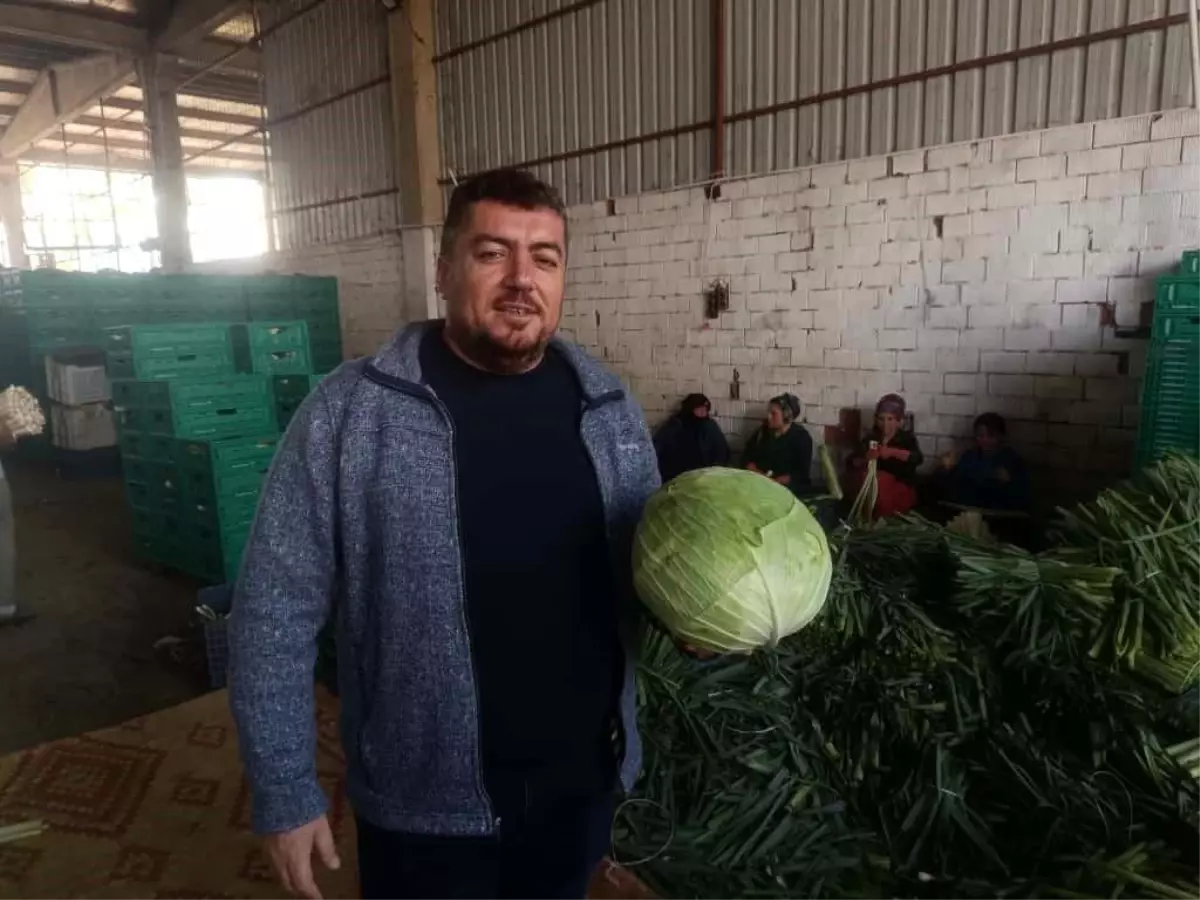 yenisehirde kislik hasat basladi aFFwwdSf.jpg