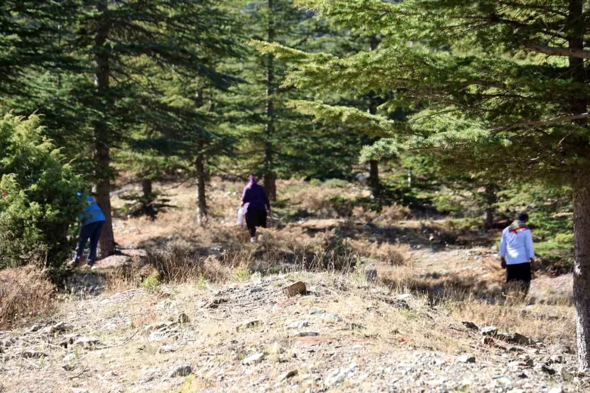 adanada sedir mantarina talep artiyor beyaz altin ihracata acildi AfrbaQAU.jpg