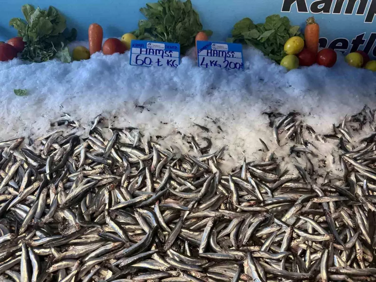 hamsi fiyatlarinda dusus devam ediyor Fnhhzl1l.jpg