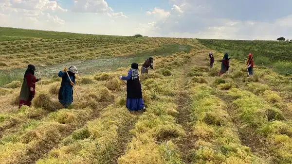 Gercüş Ovası’nda hasat başladı: Kalite ve verim zirve yaptı…
