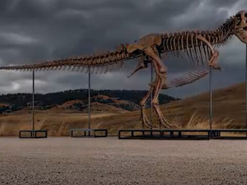 Abddeki acik artirmada dinozor iskeletine rekor fiyat BYSpe1pO