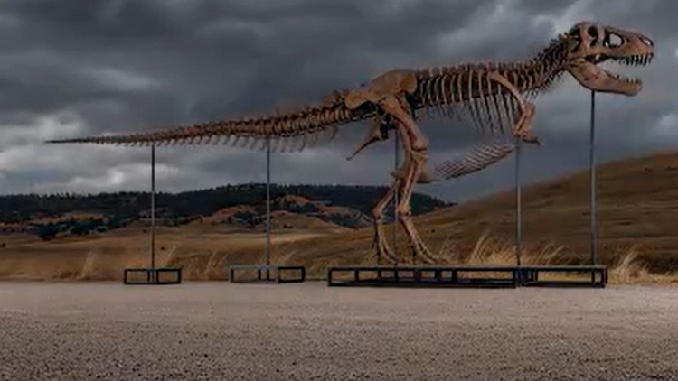 Abddeki acik artirmada dinozor iskeletine rekor fiyat BYSpe1pO